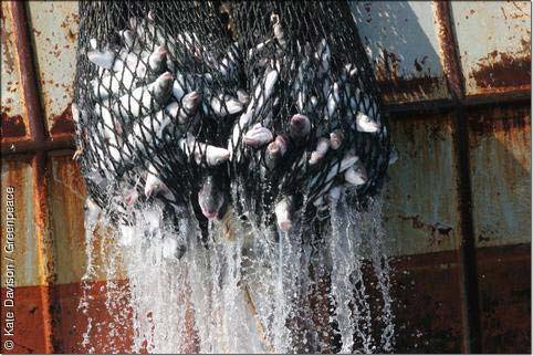 Fischfang in einem Fischernetz der franzoesischen Gespantrawler Le Baron und Magellan im Aermelkanal. Seebarsch im Netz.